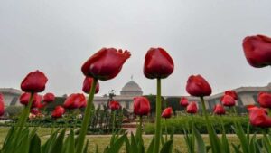 mughal-garden-1644369869