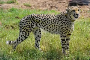 Cheetah-Project-1